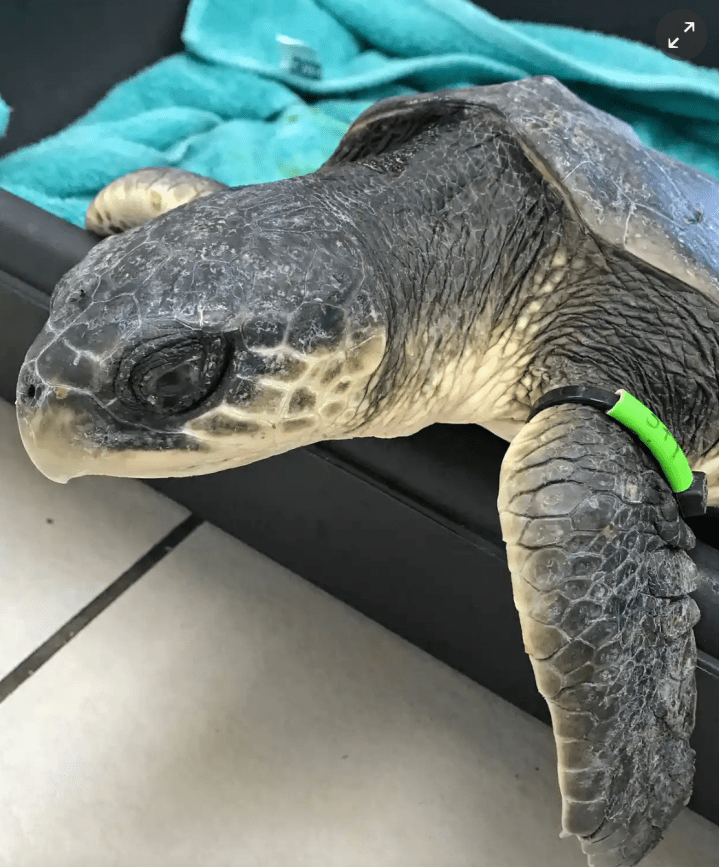 Screenshot 2018-12-26 at 09.17.09